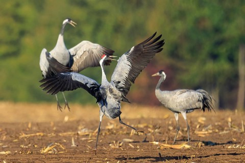 Three cranes that seem to be dancing together, crane (Grus grus) wildlife, Western Pomerania Lagoon