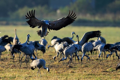 Cranes in an open field. A bird raises its wings in flight, Crane (Grus grus) wildlife, Western