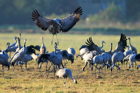 Cranes gather in a field. A bird hovers across the ground, crane (Grus grus) wildlife, Western