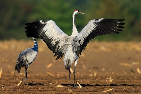 Cranes in a field. One stretches its wings majestically, Crane (Grus grus) wildlife, Western