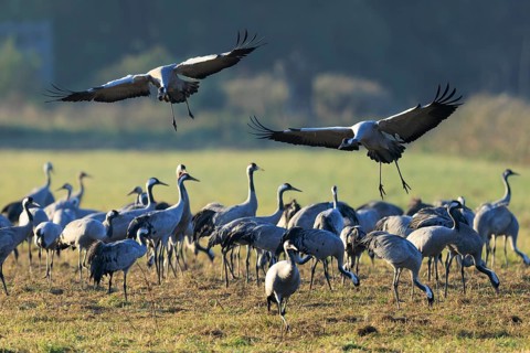 Two cranes fly over a large group on a lush green meadow, Crane (Grus grus) wildlife, Western