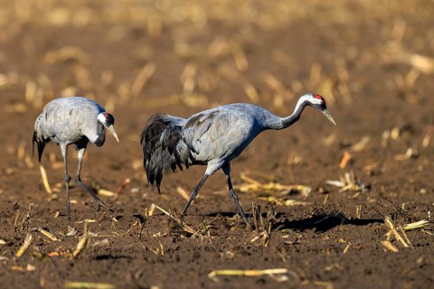 Two cranes walk side by side in a field, crane (Grus grus) wildlife, Western Pomerania Lagoon Area