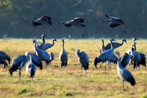Cranes taking off into the air, the meadow is illuminated by soft morning light, crane (Grus grus)