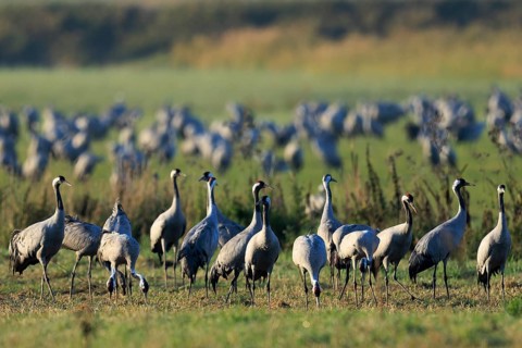 Group of cranes standing on a green field surrounded by nature, crane (Grus grus) wildlife, Western
