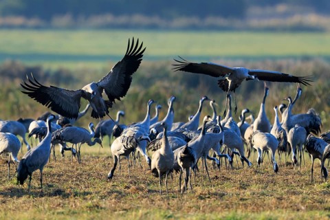 Large group of cranes in an open field, some in the air with spread wings, crane (Grus grus)