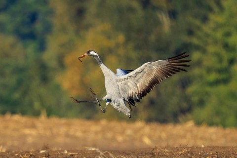 A crane flying over a field, bearing a branch in its beak, crane (Grus grus) wildlife, Western
