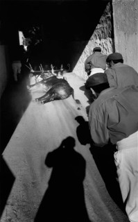 MEX, Mexico, Guadalajara, 09.07.2002, bull leaves the arena after the fight