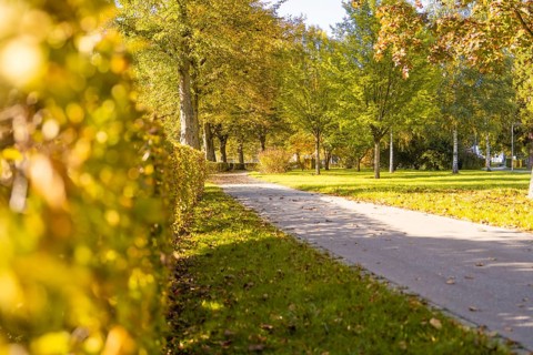 Path in park with hedge and autumn trees in sunlight, Nagold, Black Forest, Germany