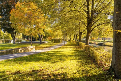 Sunny walking trail in the park with yellow foliage and large trees, Nagold, Black Forest, Germany
