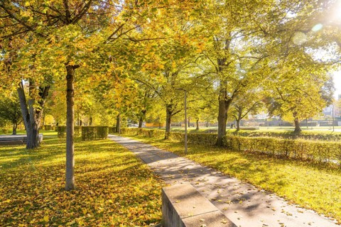 Brilliant sunny autumn day in a park with yellow trees and a walkway, Nagold, Black Forest, Germany