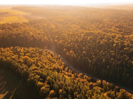 A forest in autumn colors with sunlight illuminating the trees. A road snakes through it, Nagold,