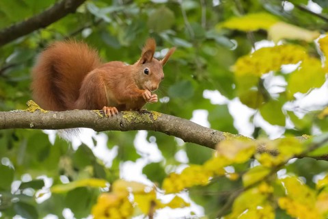 A squirrel (Sciurus vulgaris) nibbles on something on a branch between leaves, Hesse, Germany