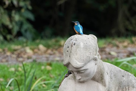 A kingfisher (Alcedo atthis) sits on the head of a stone statue in a park, Hesse, Germany