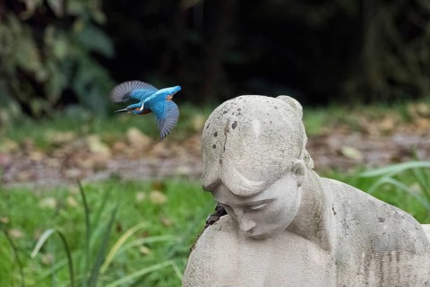 Departure of a kingfisher (Alcedo atthis) from the head of a stone statue in a park, Hesse, Germany