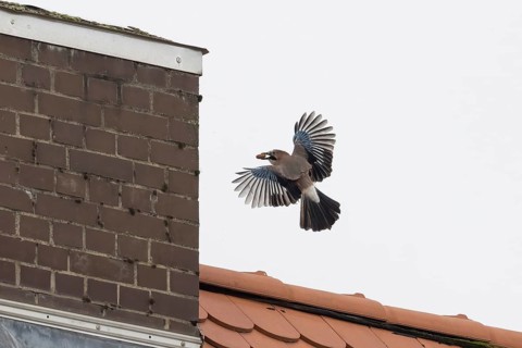 A jay (Garrulus glandarius) with an acorn in its beak flies near a chimney over a tiled roof in an