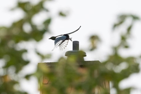Departure of a magpie (pica pica) from a chimney, blurred landscape with trees in the foreground,
