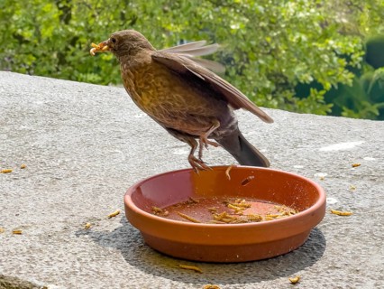 Female specimen animal blackbird (Turdus merula) Black thrush has several mealworms in its beak