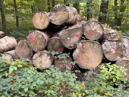 Felled sawn stacked marked tree trunks of deciduous trees are ready for removal on the edge of