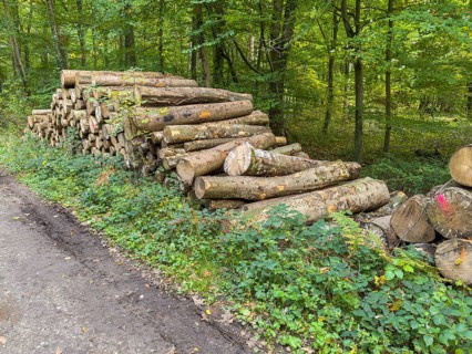 Felled sawn stacked marked tree trunks of deciduous trees are ready for removal on the edge of