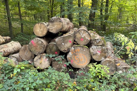 Felled sawn stacked marked tree trunks of deciduous trees are ready for removal on the edge of