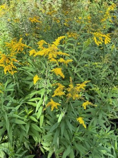 Wild Canadian goldenrod (Solidago canadensis) neophyte, Germany