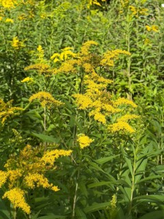 Wild Canadian goldenrod (Solidago canadensis) neophyte, Germany