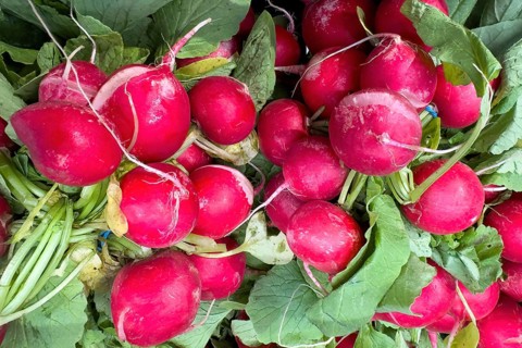 Garden radish (Raphanus sativus) picked radishes vegetarian raw diet vegan healthy diet food,