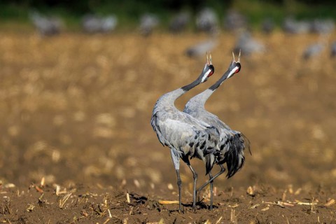 A pair of cranes perform a mating dance in a sunny field, Crane (Grus grus) wildlife, Western