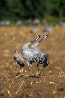 A pair of cranes standing synchronously in a dry field, crane (Grus grus) wildlife, Western