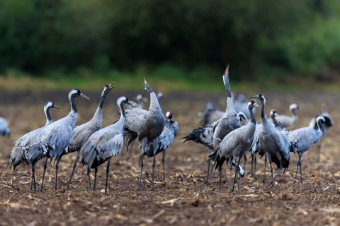 Group of cranes in a field interacting with each other, crane (Grus grus) wildlife, Western