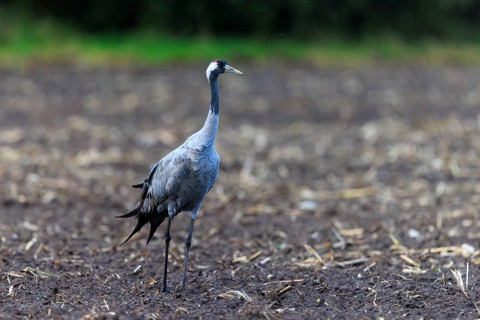 Single crane on a wide, open brown field, crane (Grus grus) wildlife, Western Pomerania Lagoon Area