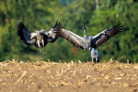 Cranes with spread wings in a field, green background, crane (Grus grus) wildlife, Western