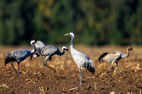 Cranes standing in the sun on a brown field with green background, Crane (Grus grus) wildlife,