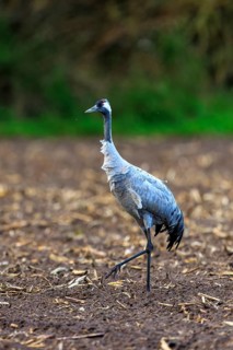 Single crane on a brown field, green background, crane (Grus grus) wildlife, Western Pomerania