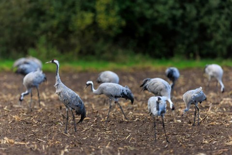 Group of cranes on a brown field against a green background, crane (Grus grus) wildlife, Western