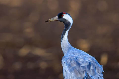 Close-up of a crane with a distinctive red head against a brown background, crane (Grus grus)