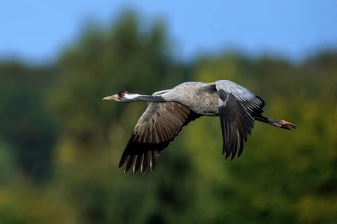 A crane flies sideways against a wooded background, crane (Grus grus) wildlife, Western Pomerania