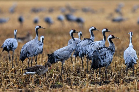 Group of cranes and a goose in a harvested field, crane (Grus grus) wildlife, Western Pomerania