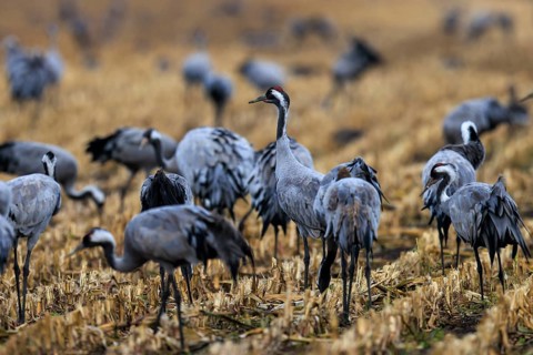 Several cranes stand in a harvested field, some interacting with each other, crane (Grus grus)
