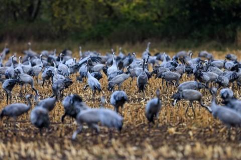 Closely packed group of cranes in a field, surrounded by trees in the background, crane (Grus grus)