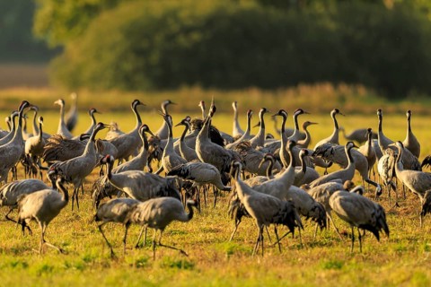 Large group of cranes gathered in a meadow illuminated by warm sunlight, crane (Grus grus)