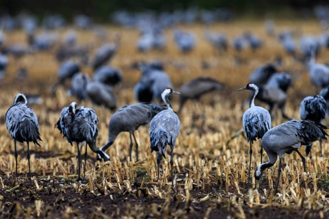 A variety of cranes stand on a stubble field at dusk, crane (Grus grus) wildlife, Western Pomerania