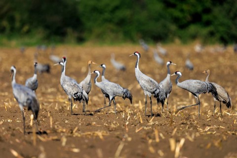 A group of cranes stands on a harvested field with green background, crane (Grus grus) wildlife,