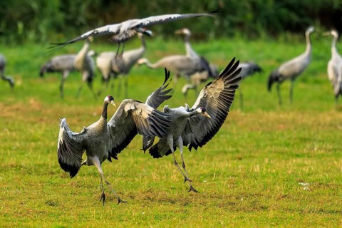 Two cranes dynamically swing their wings on a green field, Crane (Grus grus) wildlife, Western