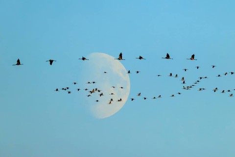 A flock of birds flies elegantly in front of the moon in the morning, Crane (Grus grus) wildlife,