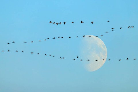 Bird migration in the morning sky with the moon in the background, crane (Grus grus) wildlife,