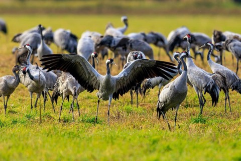 Crane spreading wings surrounded by other cranes in a meadow, Crane (Grus grus) wildlife, Western