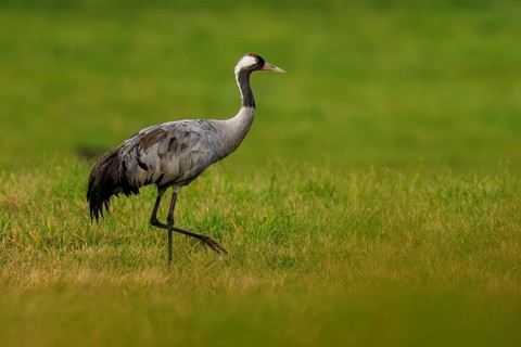 A crane stands in a green field and looks around attentively, crane (Grus grus) wildlife, Western