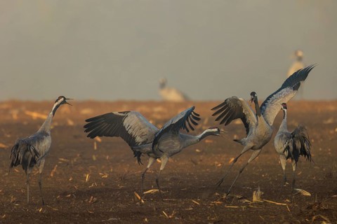 Group of cranes moving at foggy dawn, crane (Grus grus) wildlife, Western Pomerania Lagoon Area