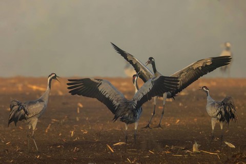 Cranes in a group flap their wings in a field, crane (Grus grus) wildlife, Western Pomerania Lagoon